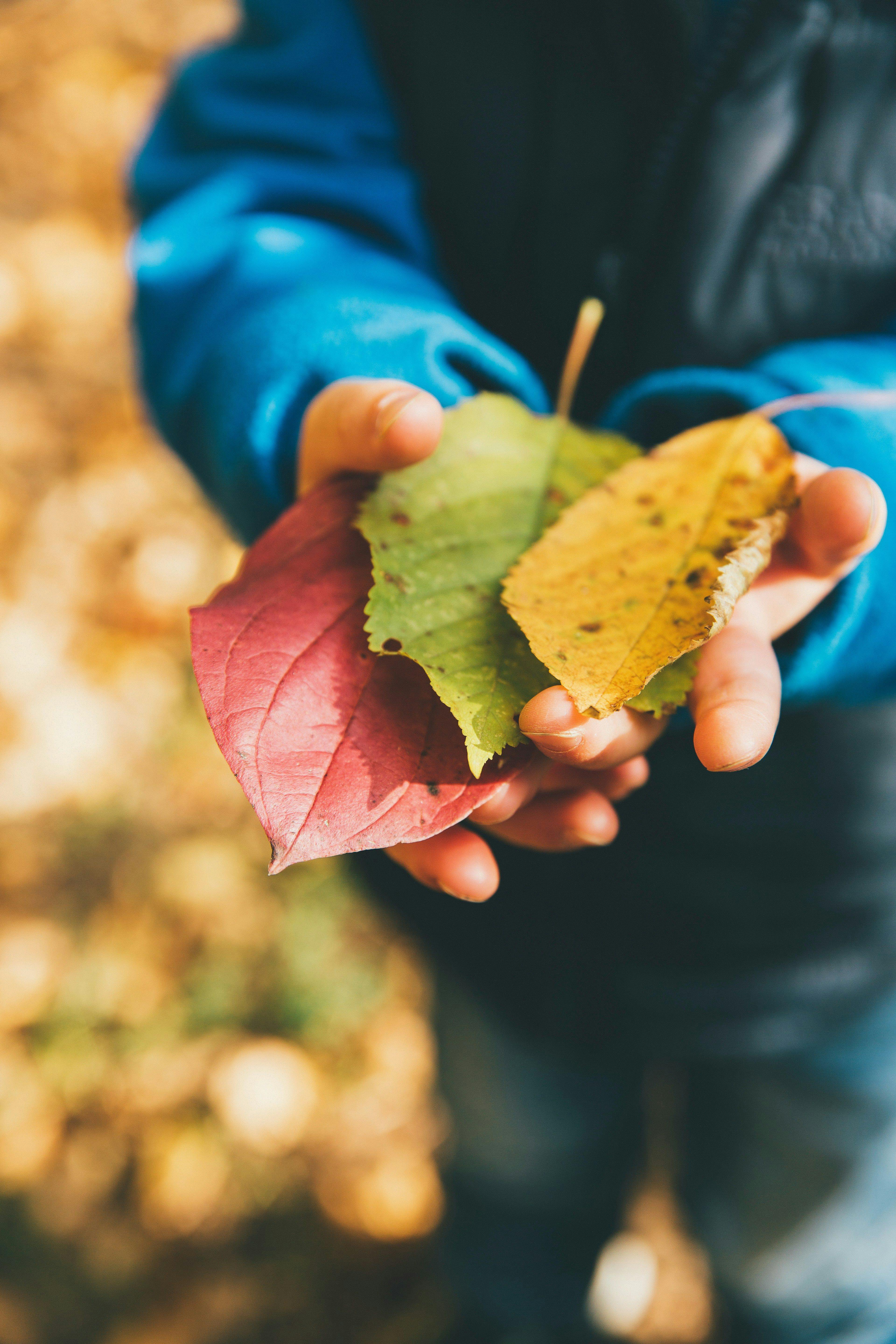 enfant tenant des feuilles à la main, cultivant son rapport à la Nature et à l'écologie